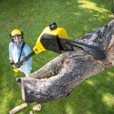 Best Tree Cabling and Bracing  in Box Elder, SD