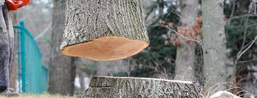 Professional Tree Care in Box Elder, SD