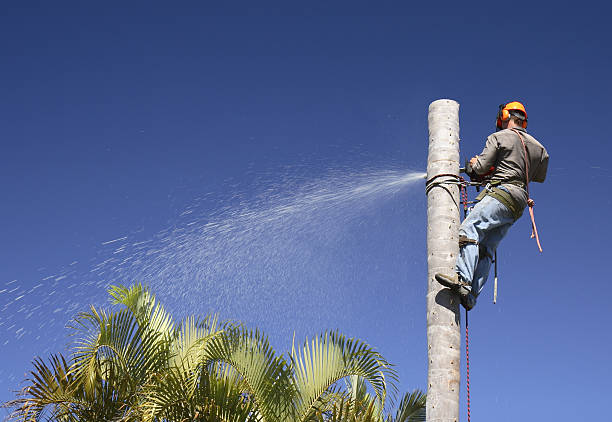Best Tree Removal  in Box Elder, SD