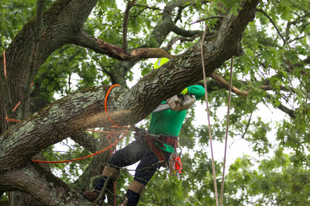 Best Tree Health Inspection  in Box Elder, SD